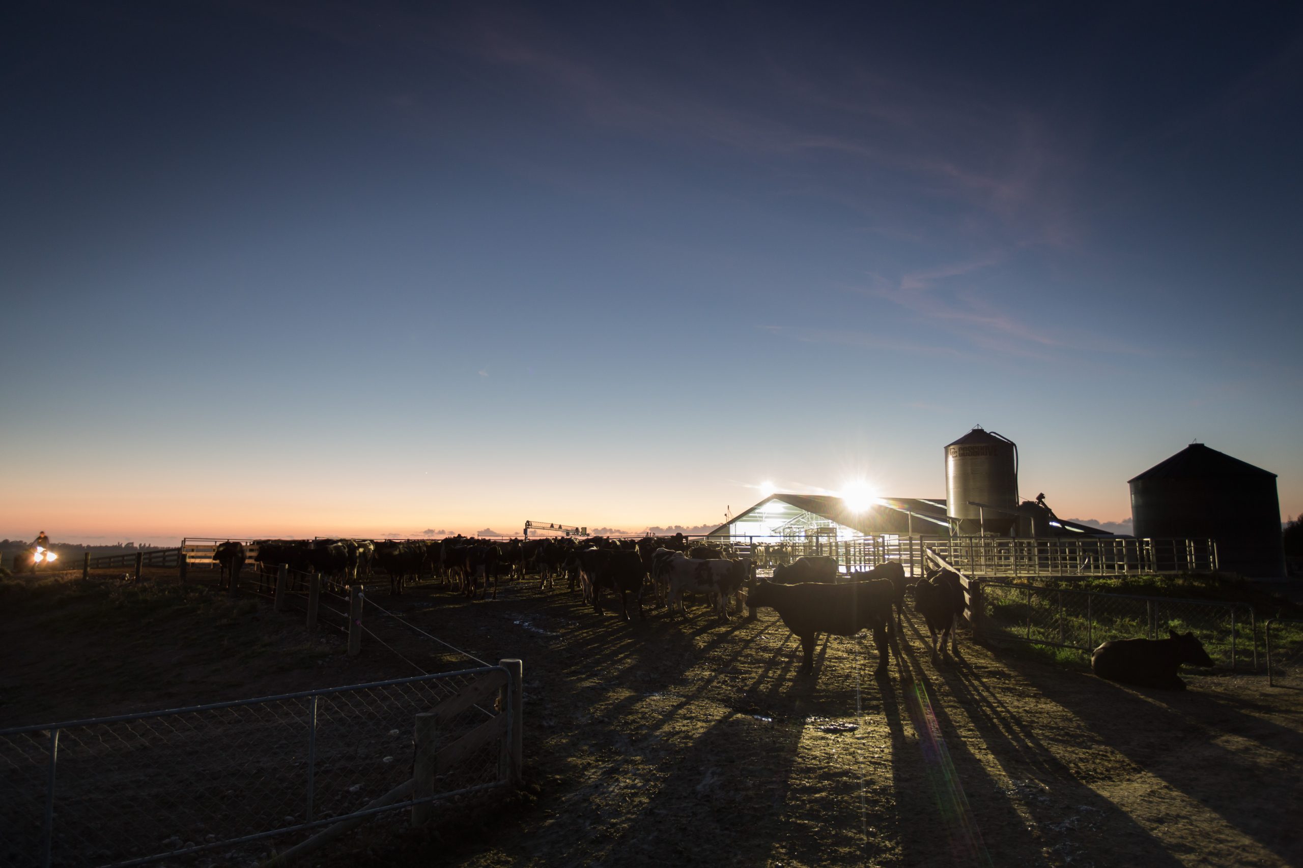 Dairy as a derivative of grain Agricultural Investments New Zealand