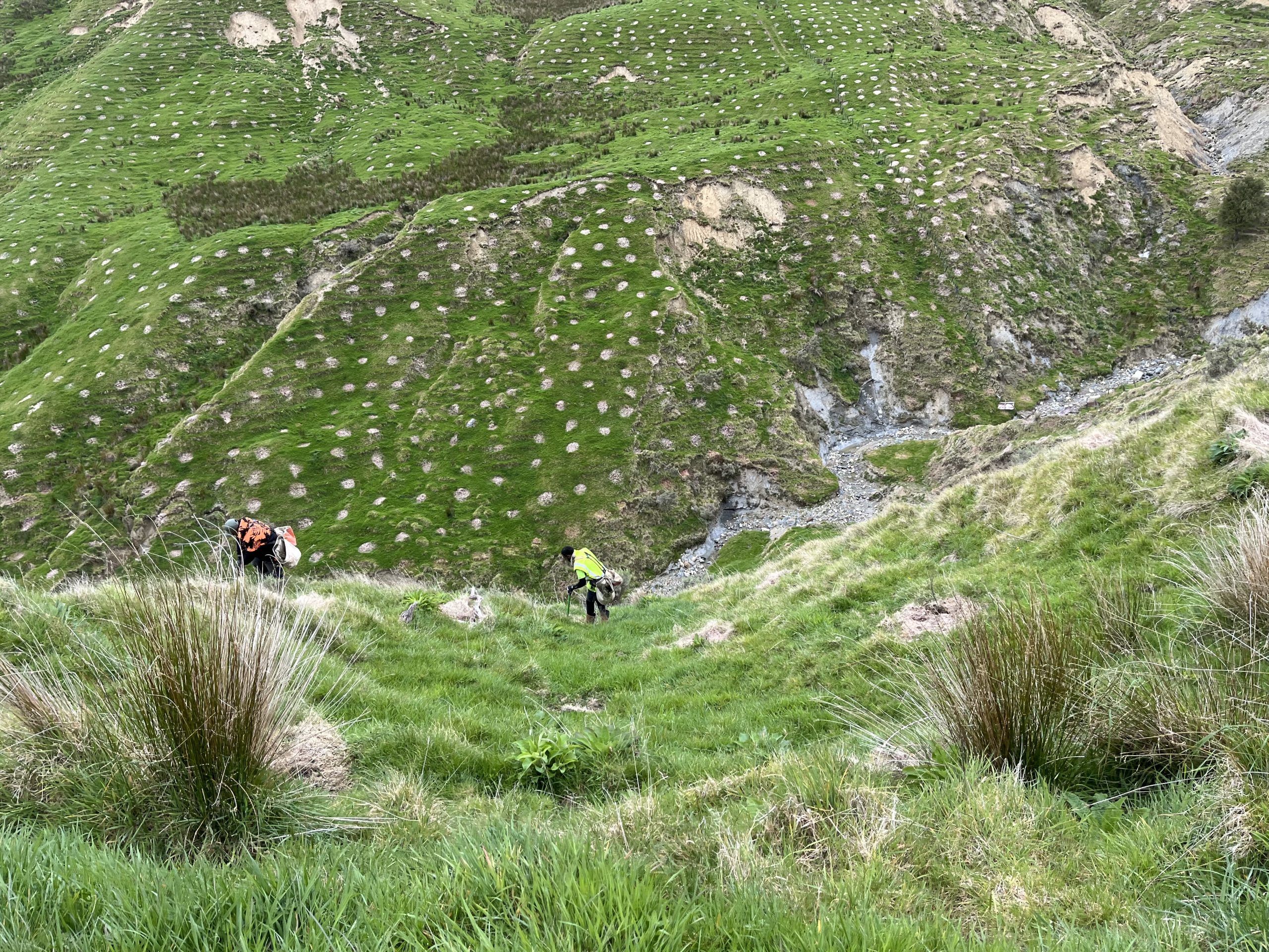 Right Tree Right Place Craigmore Sustainables