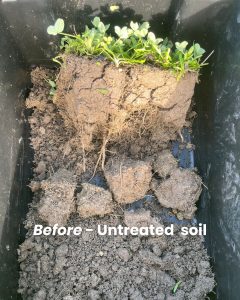 soil untreated